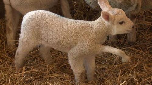 是谁爆料小羊的视频播放,神秘爆料者揭露小羊视频播放之谜